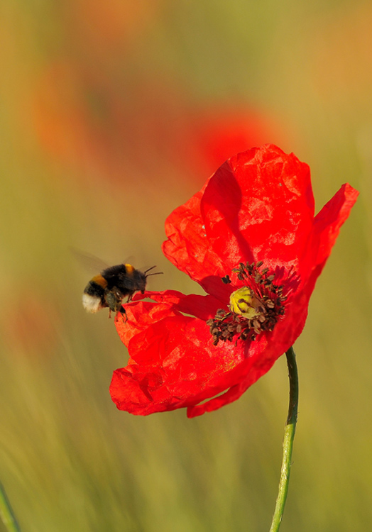 coquelicot-et-bourdon.jpg
