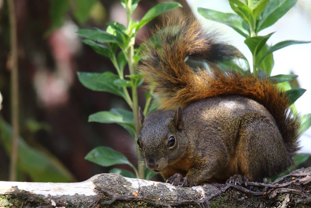 76 Ecureuil terrestre de Colombie.JPG