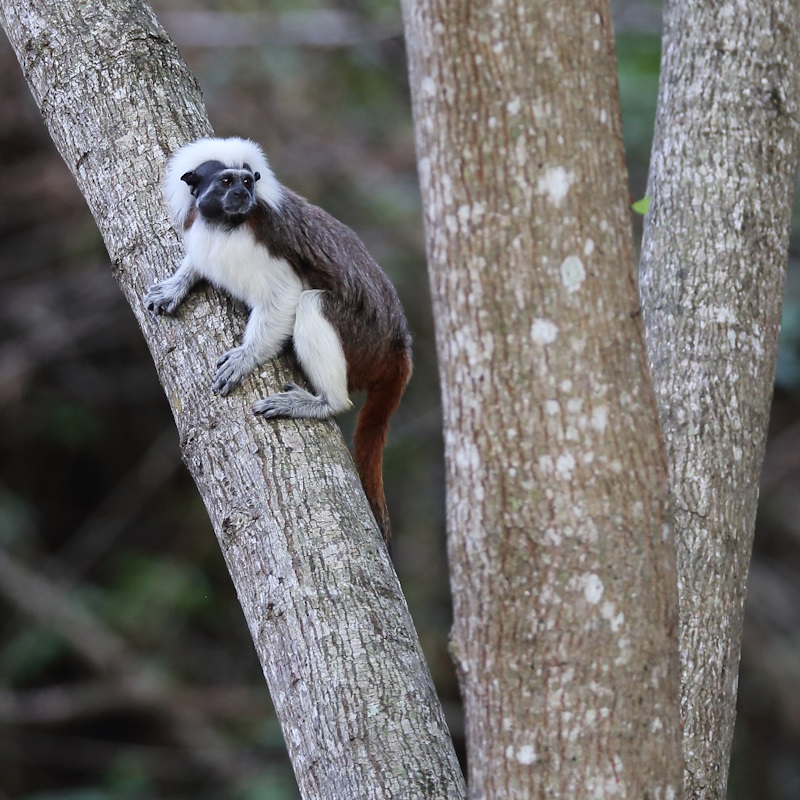78 Pinché à tête blanche.JPG