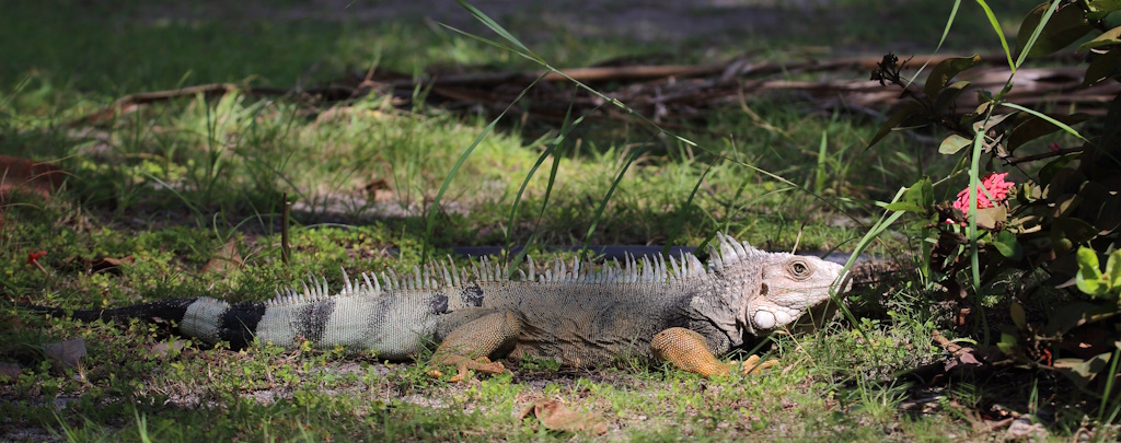 81 Iguane vert.JPG