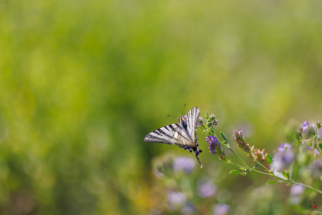 Le Flambé (Iphiclides podalirius)-22.jpg