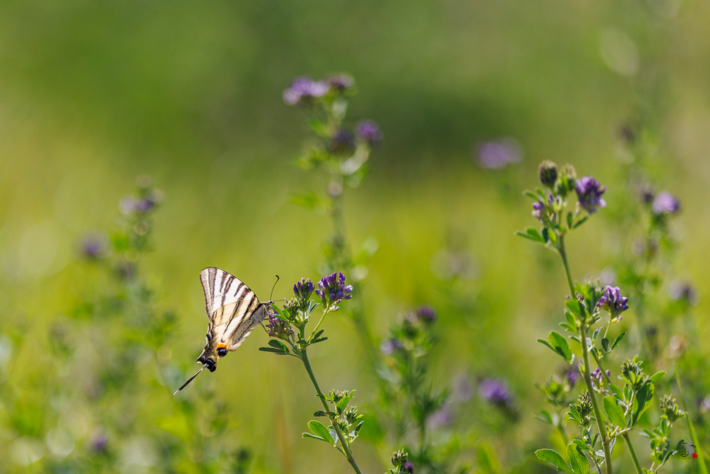 Le Flambé (Iphiclides podalirius)-41.jpg