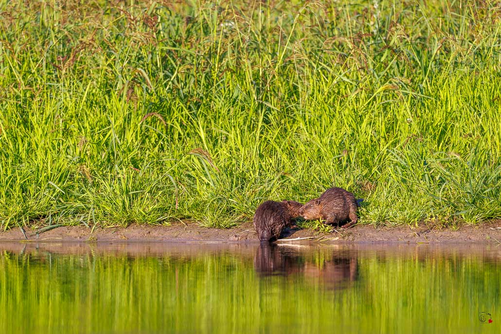 Castor d'Europe (Castor fiber) Eurasian beaver-81.jpg