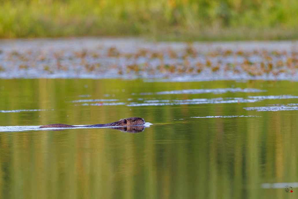 Castor d'Europe (Castor fiber) Eurasian beaver-95.jpg