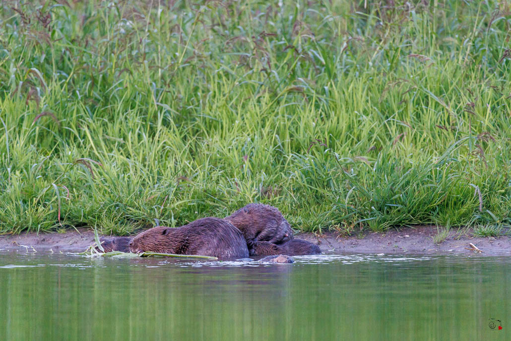 Castor d'Europe (Castor fiber) Eurasian beaver-116.jpg