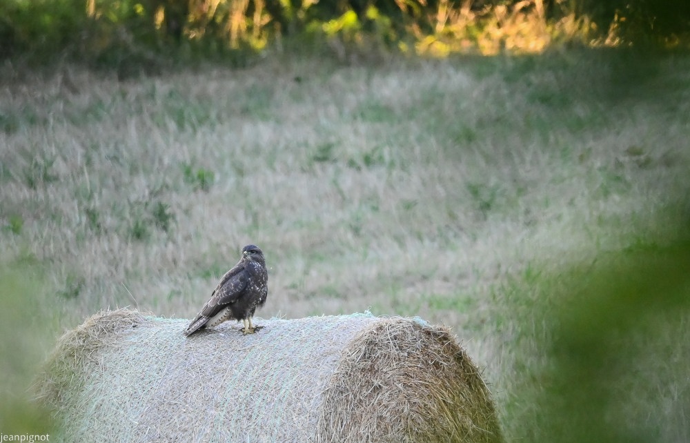 N6 buse variable.JPG