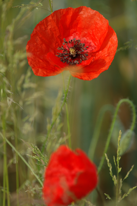 coquelicot.jpg