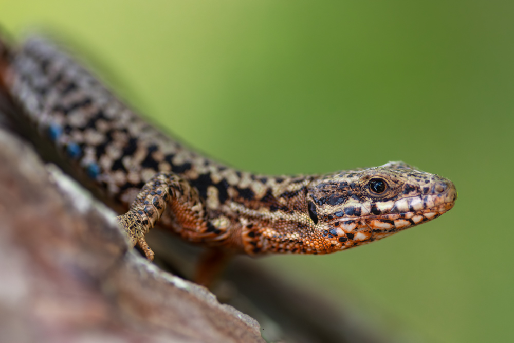 Lézard des murailles FI&N 01.jpg