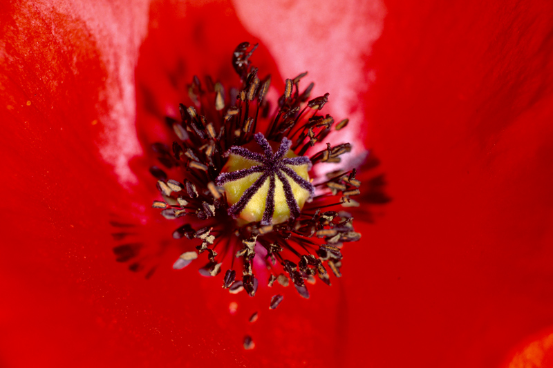coquelicot-coeur.jpg