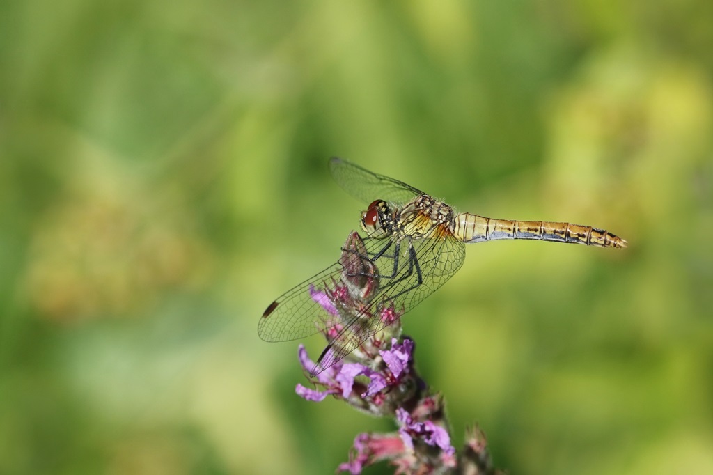 5 IMG_9753X.JPG