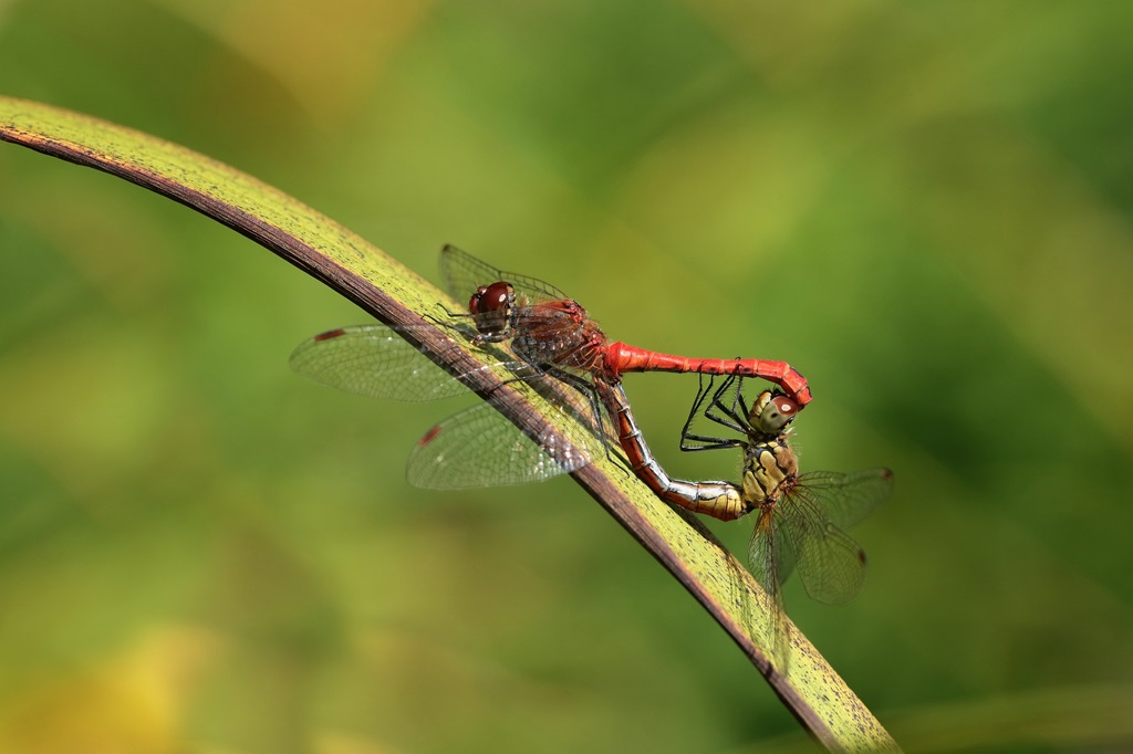 11 IMG_7450X.JPG