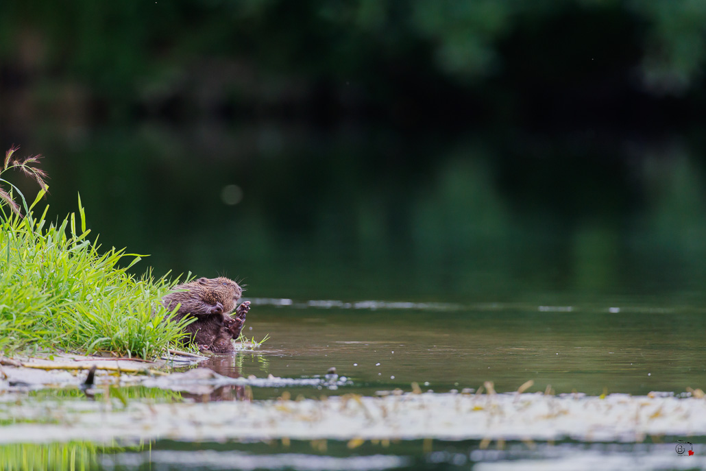Castor d'Europe (Castor fiber) Eurasian beaver-161.jpg
