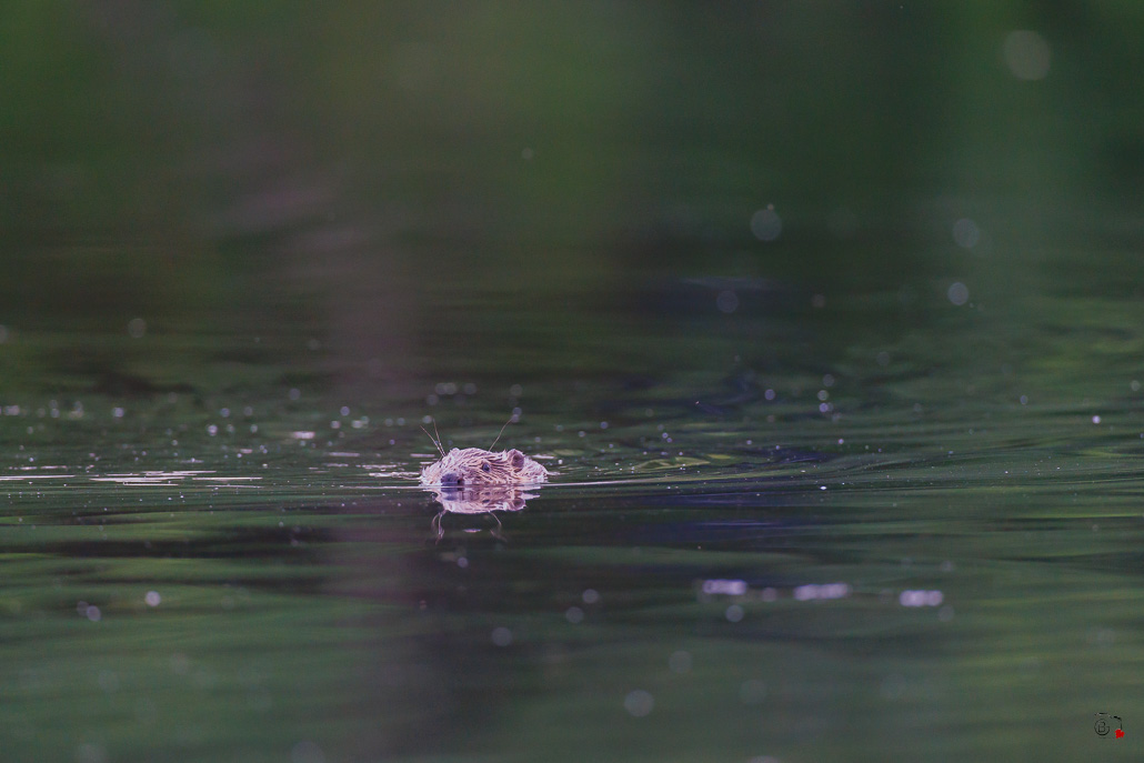 Castor d'Europe (Castor fiber) Eurasian beaver-166.jpg