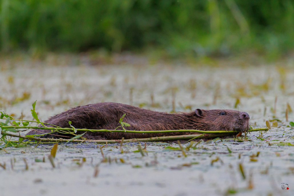 Castor d'Europe (Castor fiber) Eurasian beaver-181.jpg
