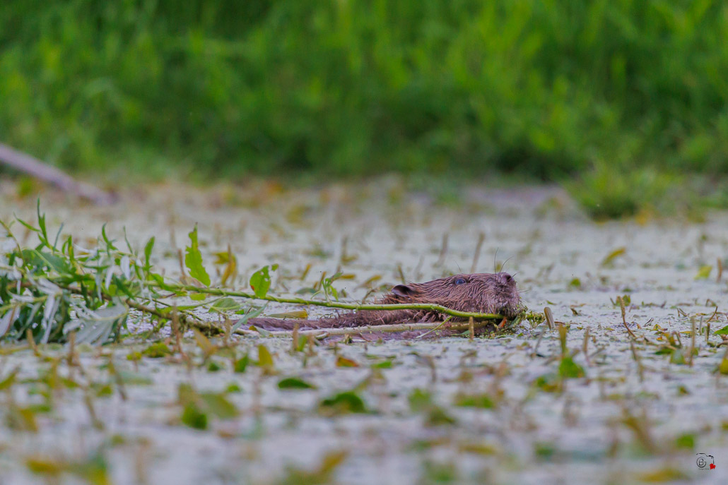 Castor d'Europe (Castor fiber) Eurasian beaver-185.jpg