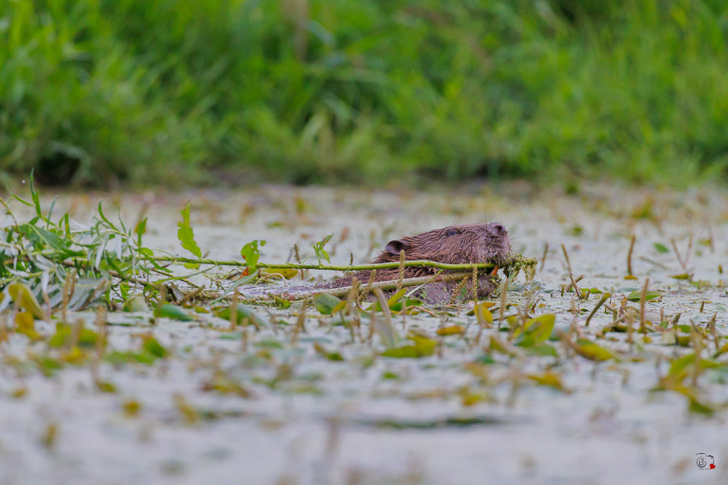 Castor d'Europe (Castor fiber) Eurasian beaver-189.jpg