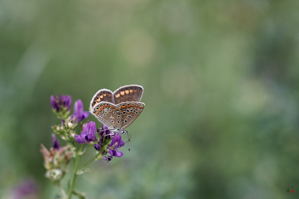 Collier de corail (Aricia agestis)-7.jpg