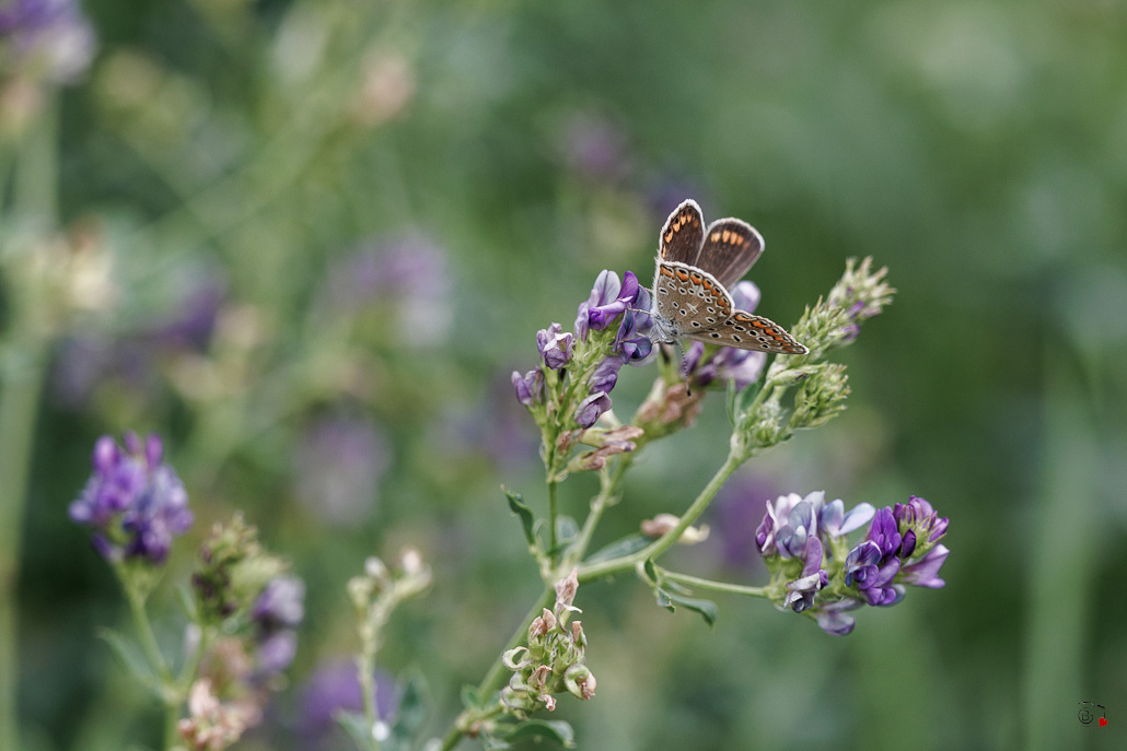 Collier de corail (Aricia agestis)-14.jpg