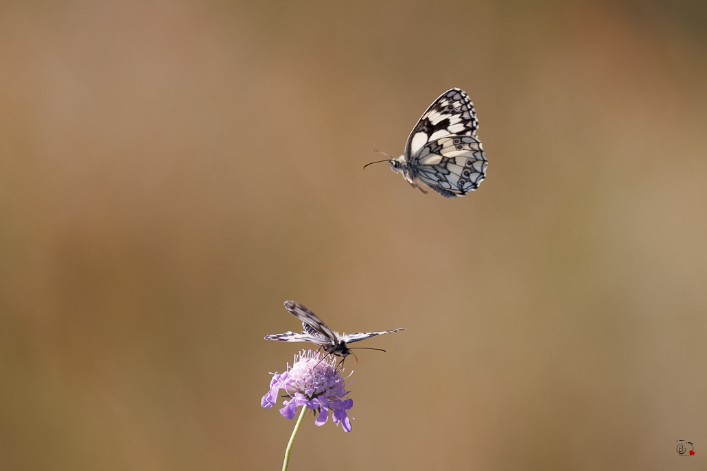 Demi-deuil (Melanargia galathea)-67.jpg