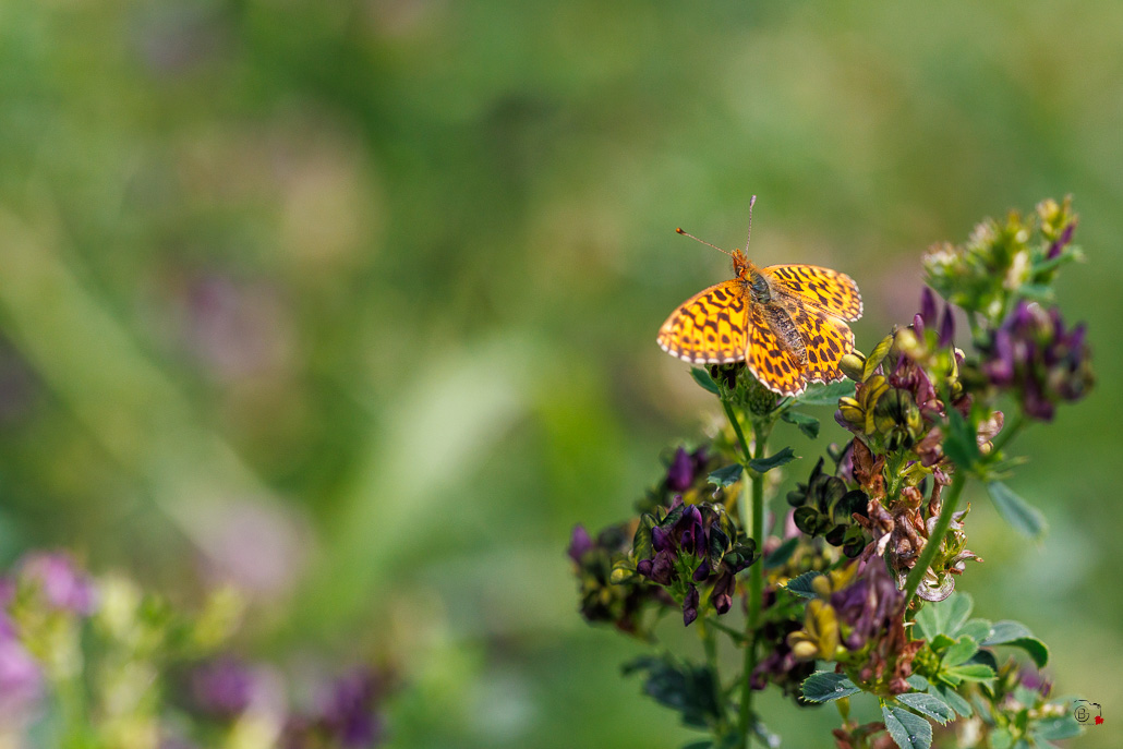 Petite Violette (Boloria dia)-3.jpg