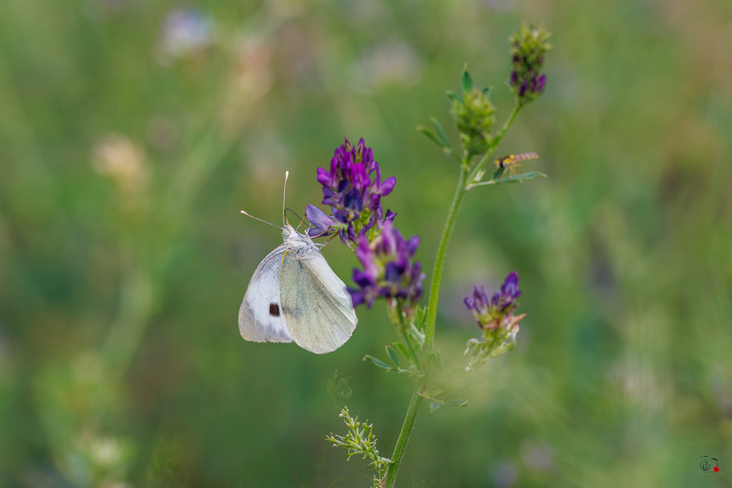 Piéride du chou (Pieris brassicae)-4.jpg