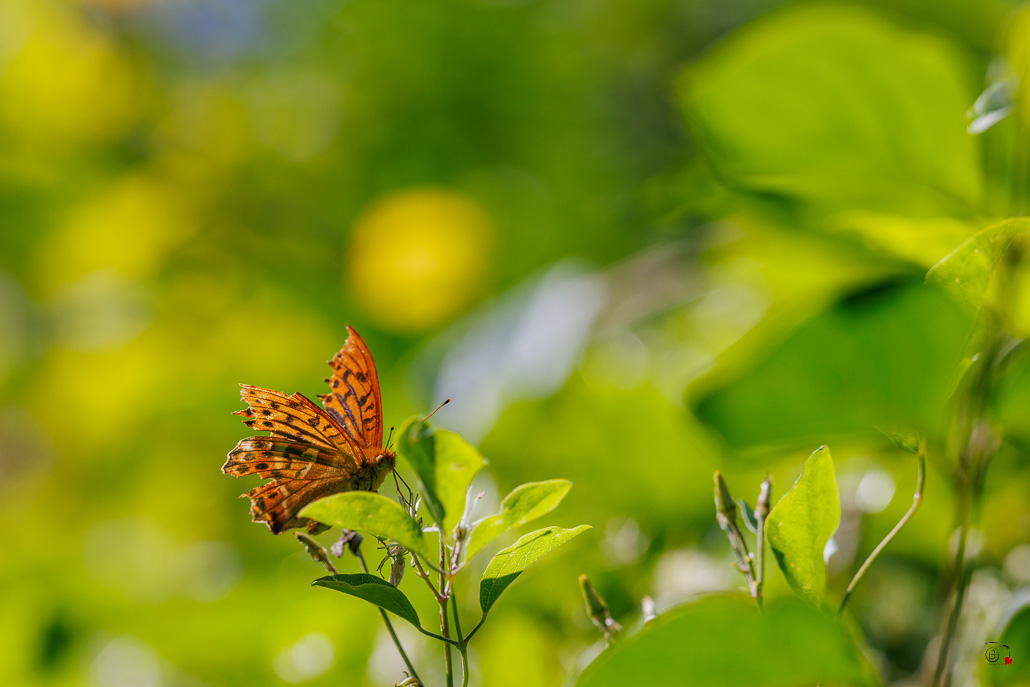 Tabac d'Espagne (Argynnis paphia)-83.jpg