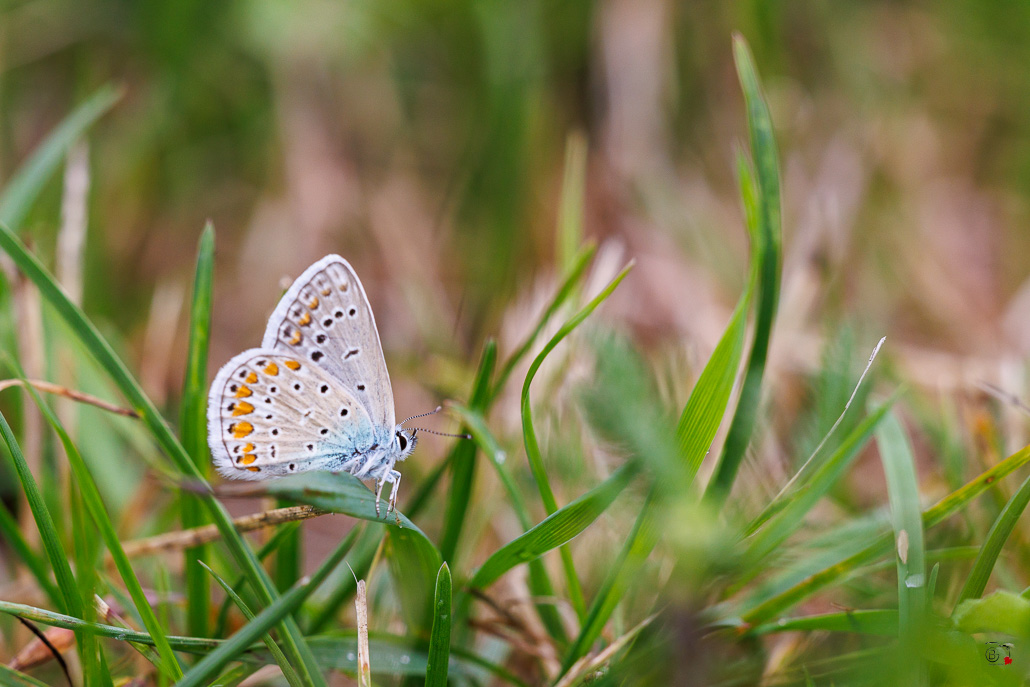 Argus bleu (Polyommatus icarus)-7.jpg