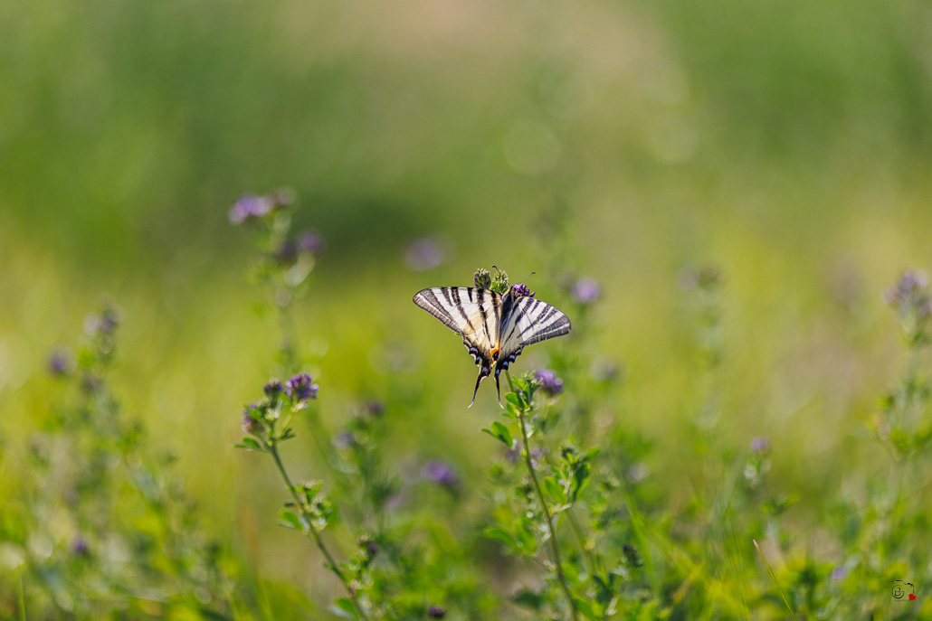 Le-Flambé-(Iphiclides-podalirius)-39.jpg