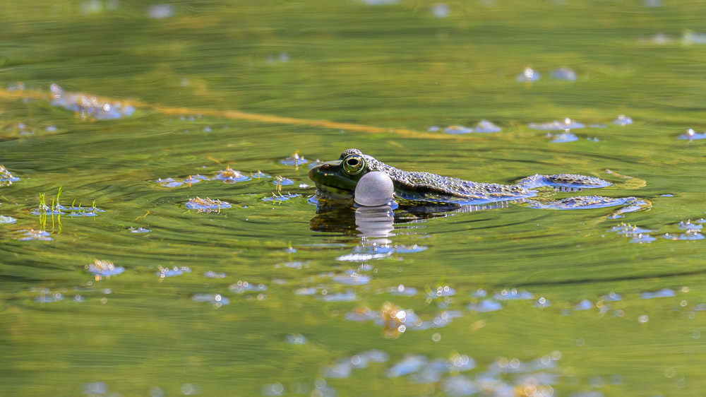 Grenouille verte_2.jpg