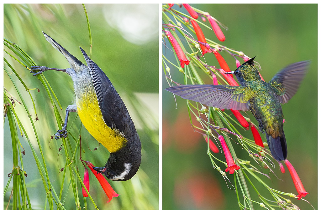 incisions_sucrier_colibri_huppe.jpg