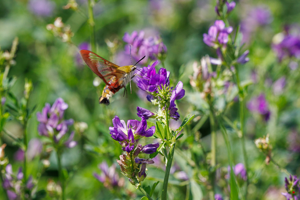 Sphinx Gazé (Hemaris fuciformis)-7.jpg