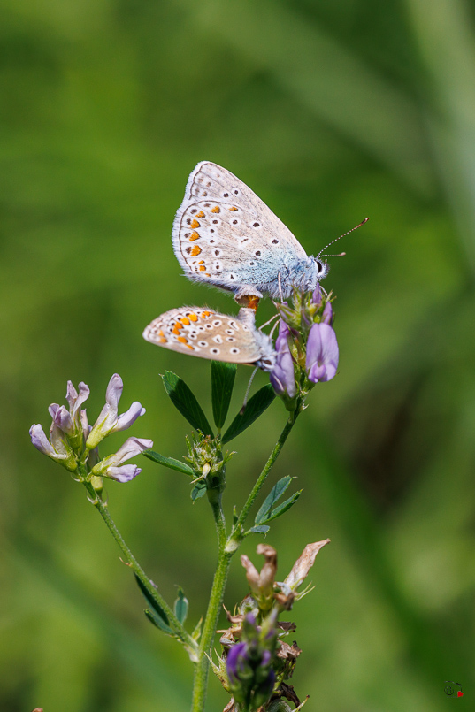 Argus bleu (Polyommatus icarus)-38.jpg