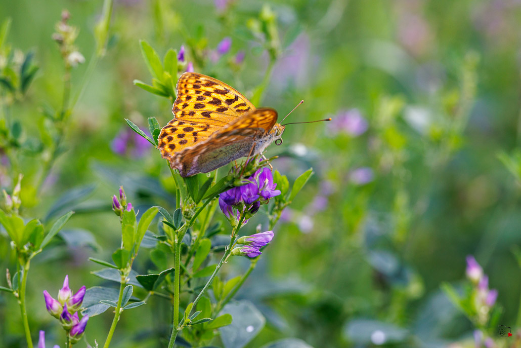 Tabac d'Espagne (Argynnis paphia)-84.jpg