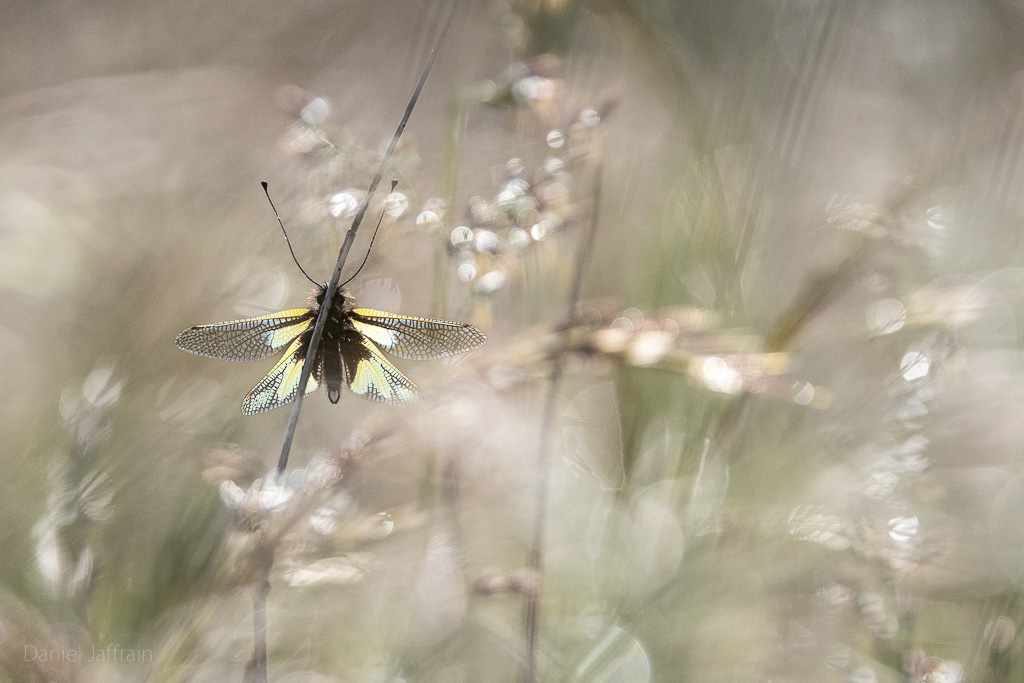 Image et Nature-1-120.jpg