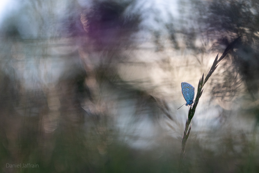 Image et Nature-1-122.jpg