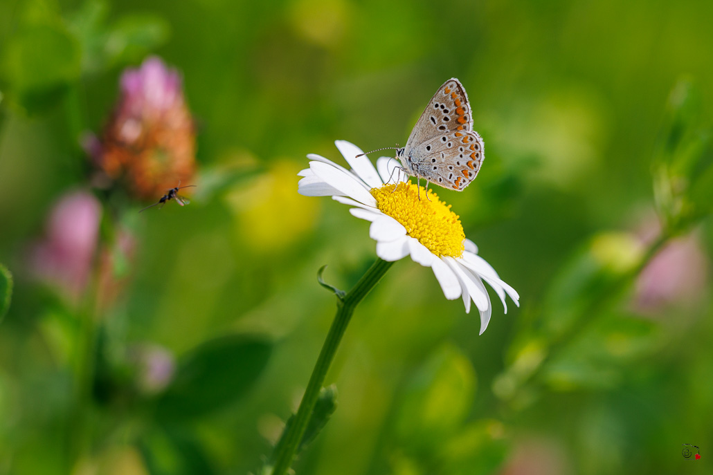 Collier de corail (Aricia agestis).jpg