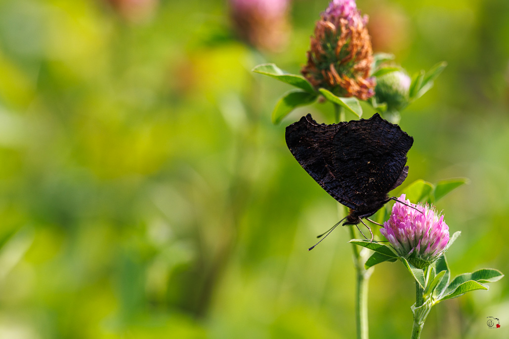 Paon du jour (Inachis io)-34.jpg