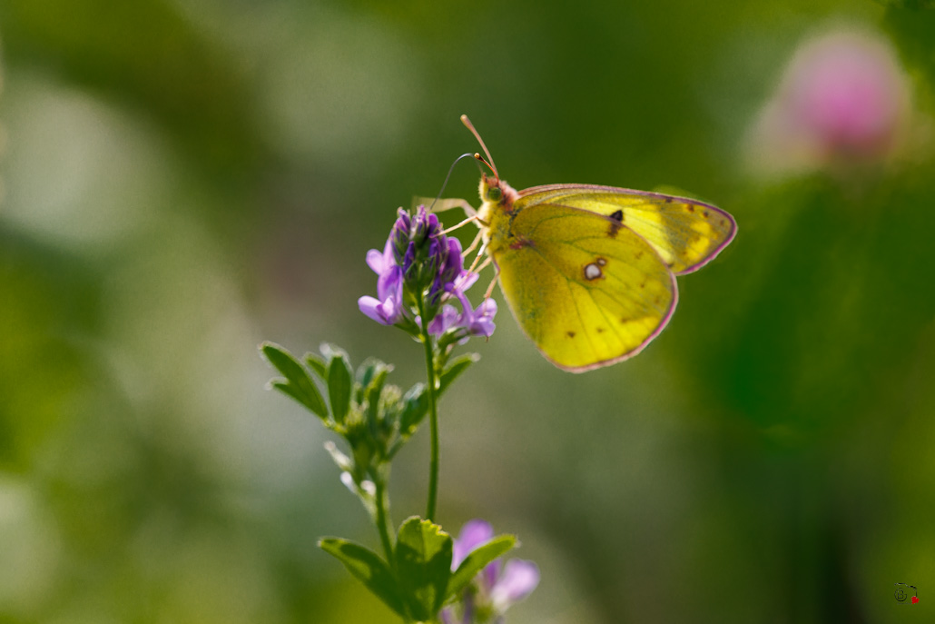 Souci (Colias crocea)-1.jpg