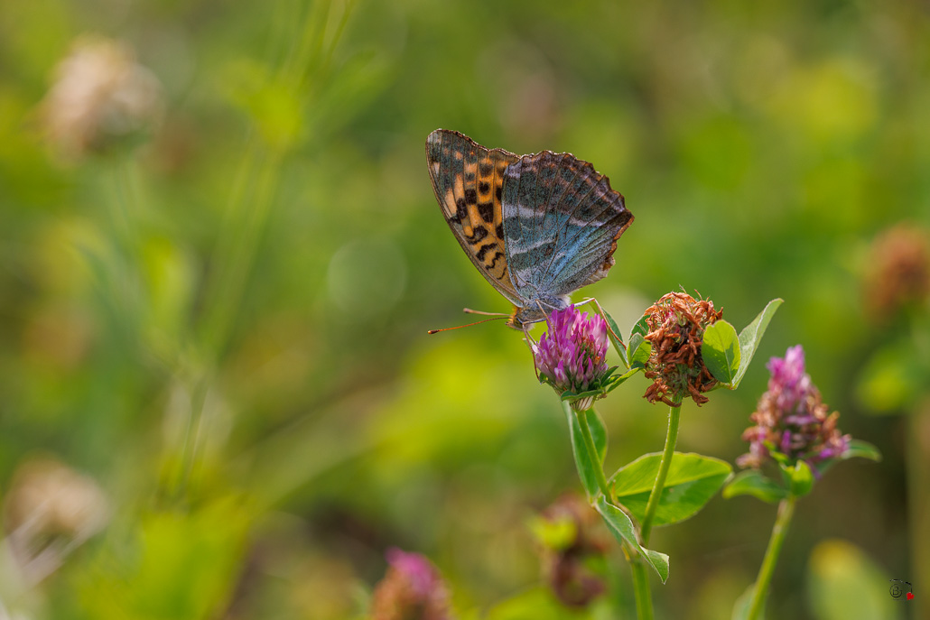 Tabac d'Espagne (Argynnis paphia)-97.jpg