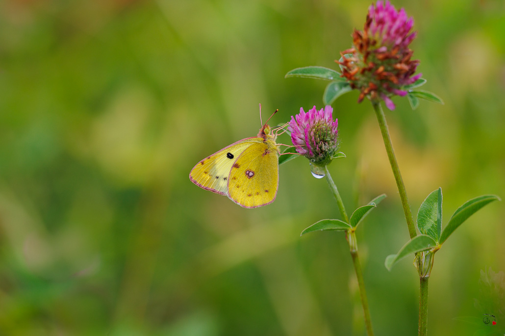 Soufré (Colias hyale)-3.jpg