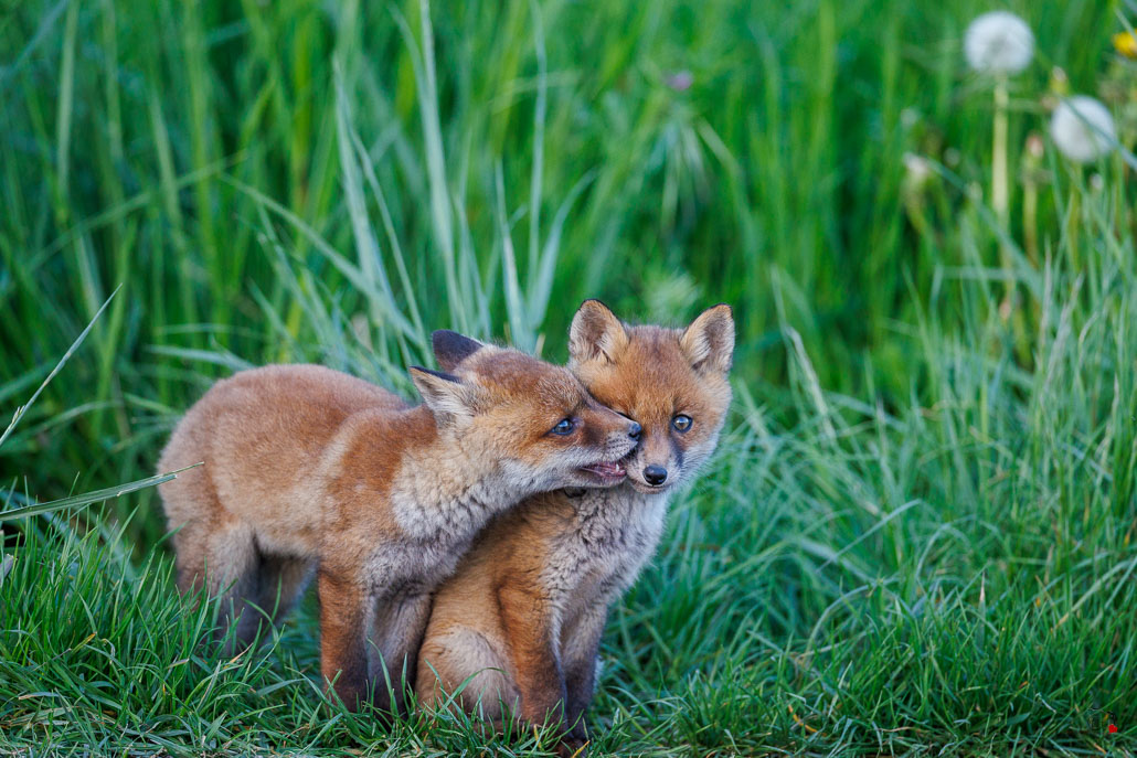 Renard roux (Vulpes vulpes)-red Fox-145.jpg