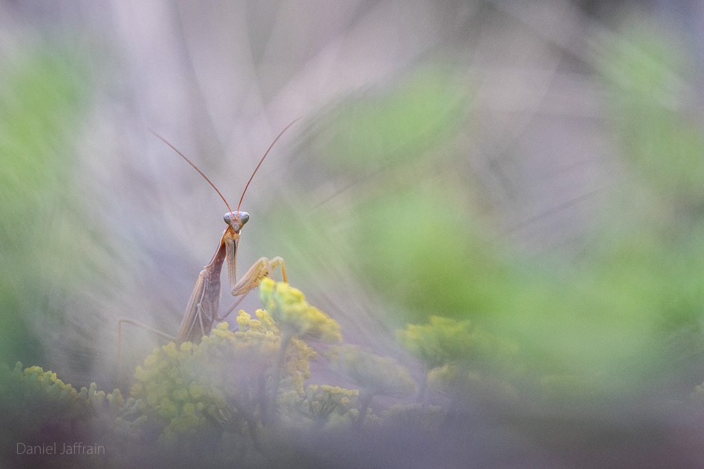 Image et Nature-1-125.jpg