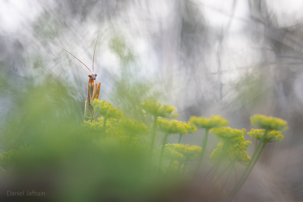 Image et Nature-1-127.jpg