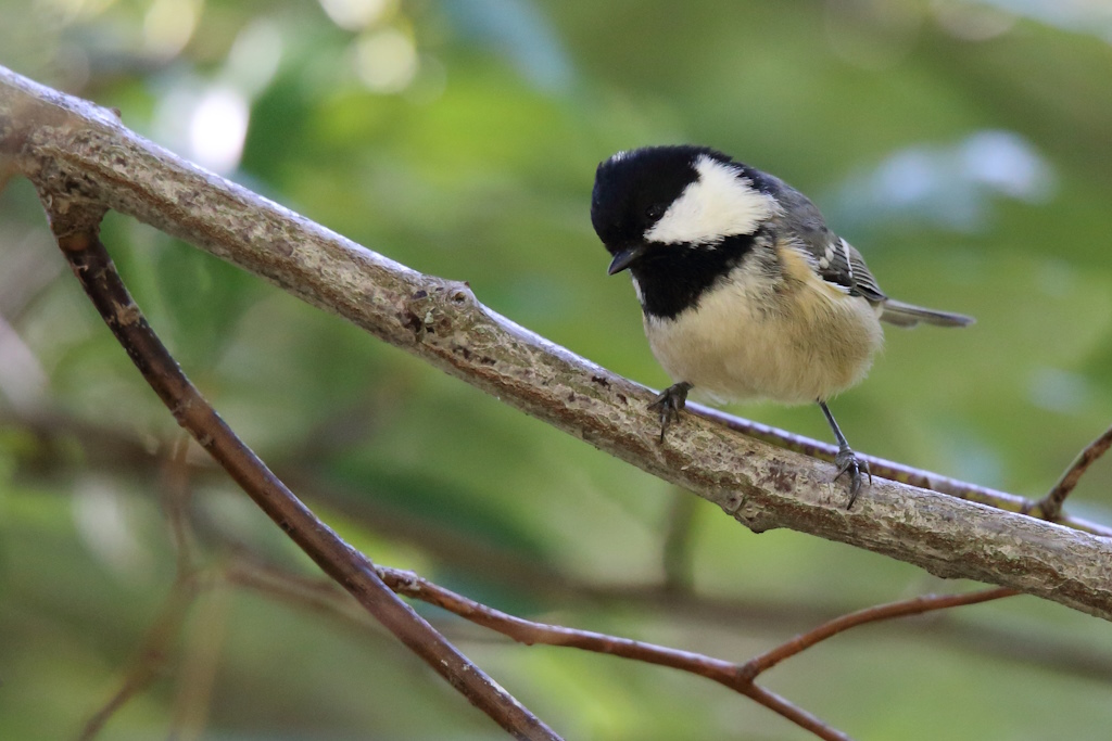 2037 Mésange noire.jpg