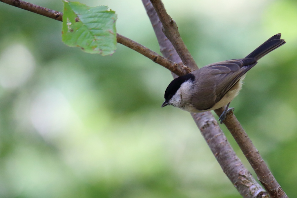 2041 Mésange nonnette.jpg