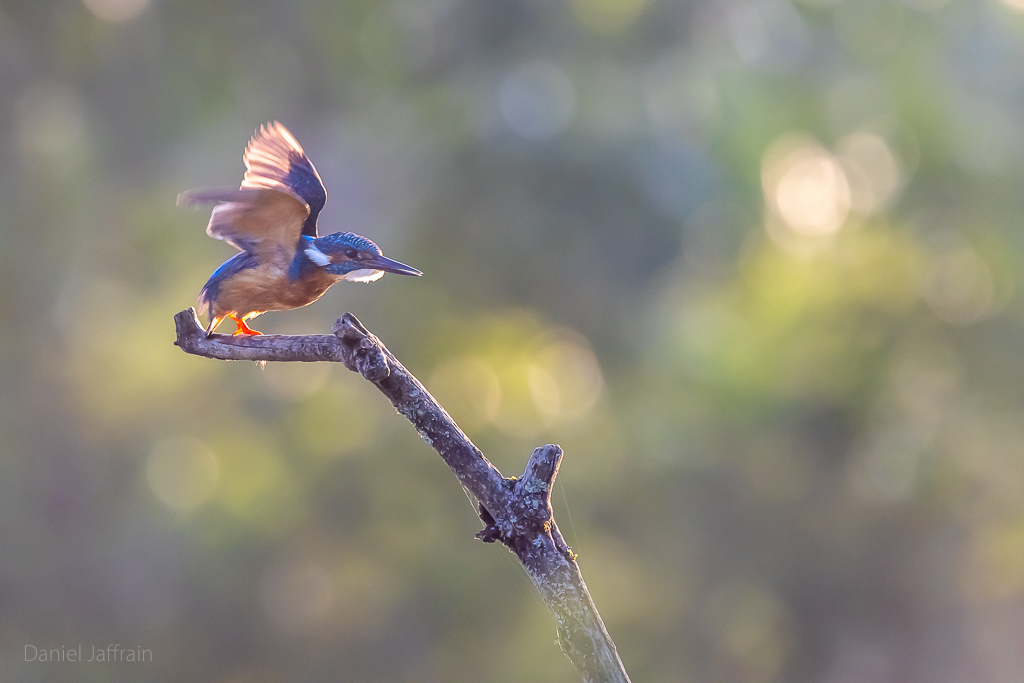 Variation Martin-2.jpg