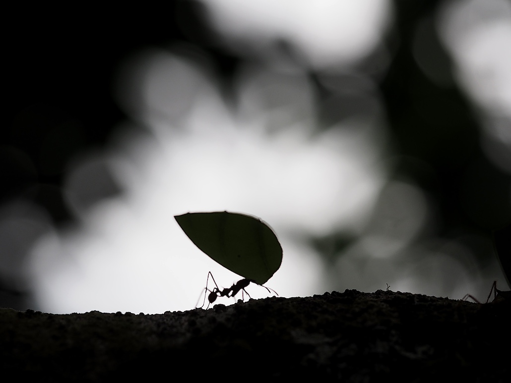 Fourmie Costa Rica2.JPG