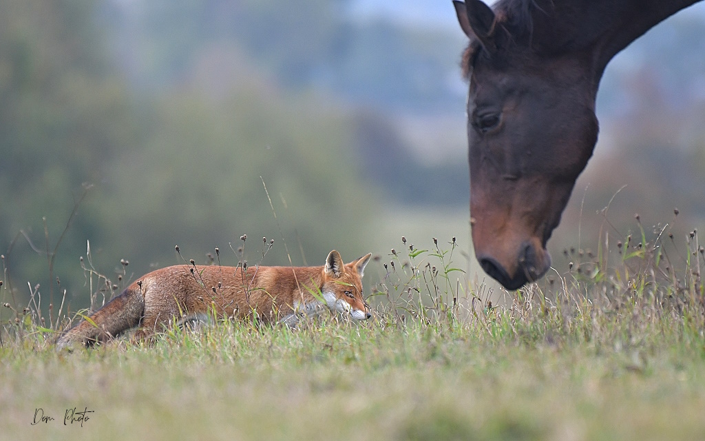 DSC_7718IN concours.jpg