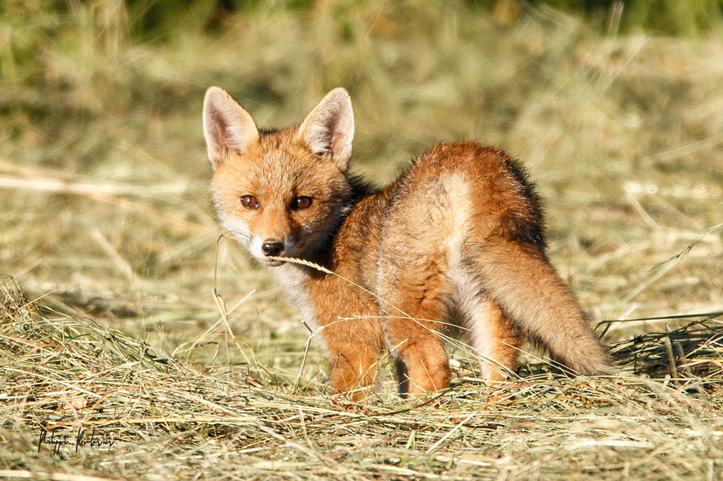 Renard_2021_12.jpg