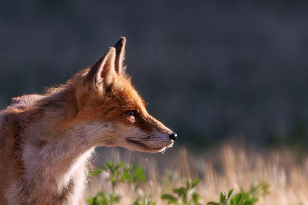 Renard_2025_32.jpg